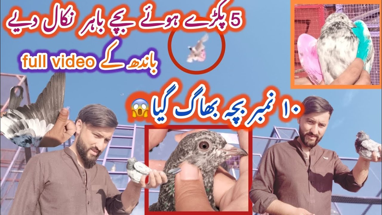 Aje chiri Maro na baxha pkr lya 10 number 😏😭🥶@KhokharPigeonsClub @hashimmahmoodpigeons 