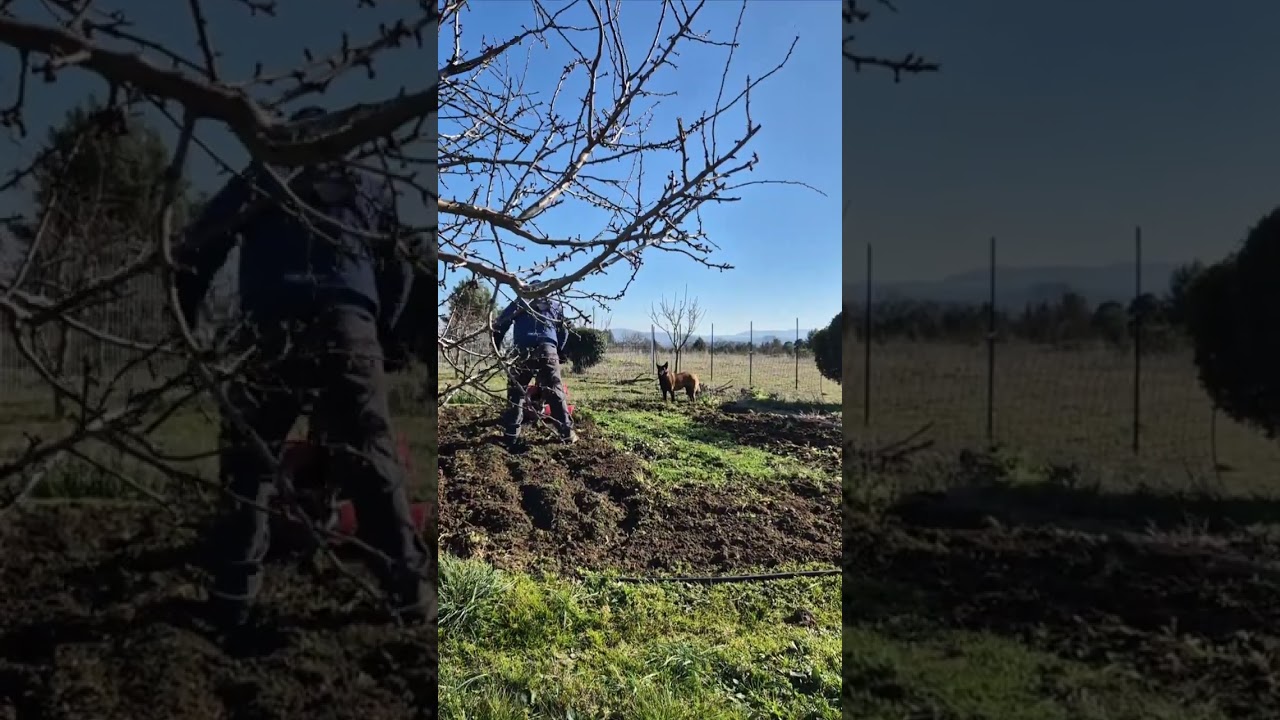 préparation terrain pour création potager . desherbage , motoculteur, affinage au croc + râteau.
