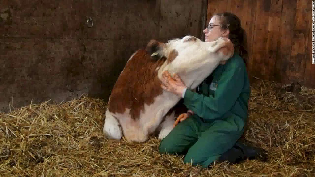 Cows prefer to co-moo-nicate in person, research suggests