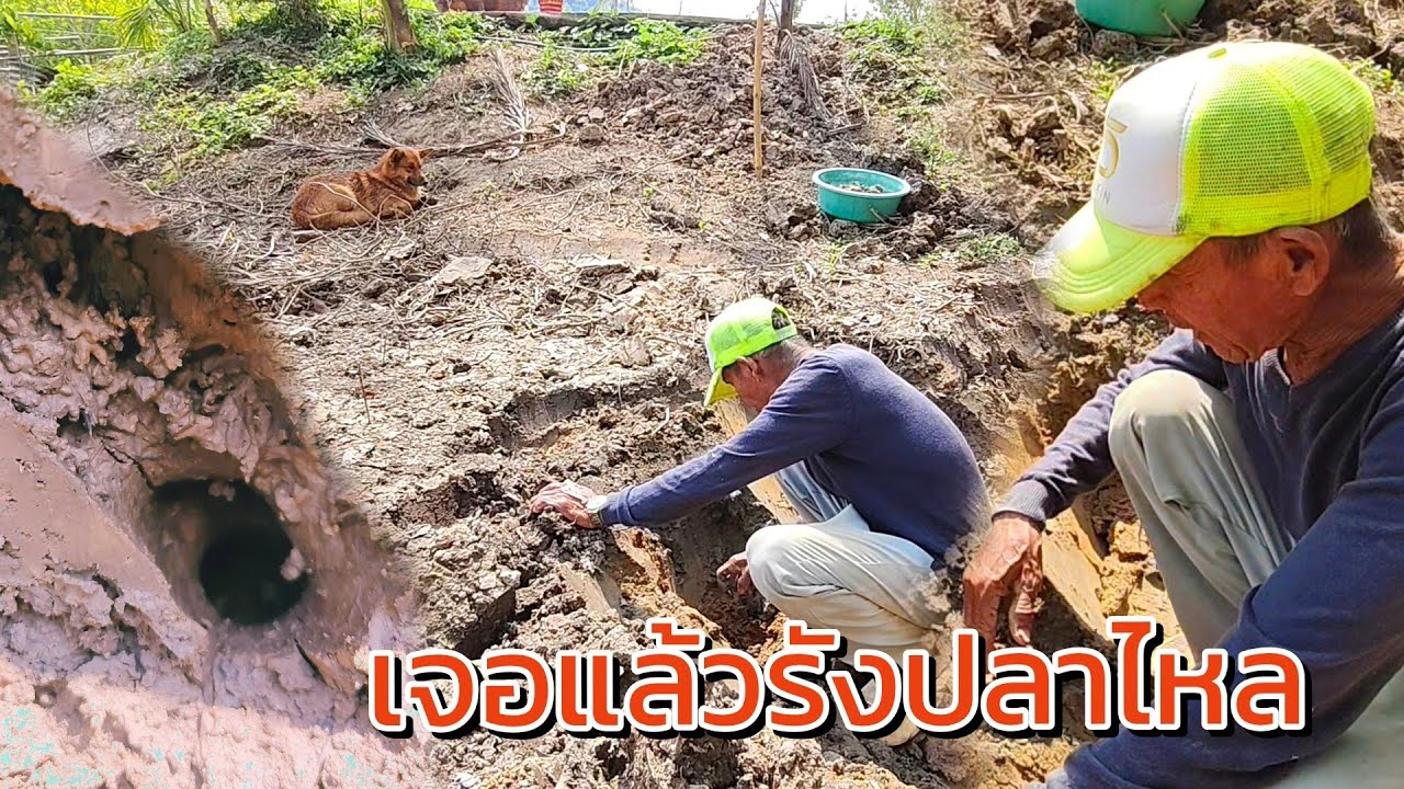 เจอแล้วรังปลาไหล