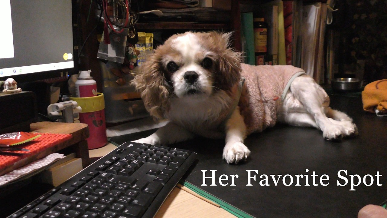 A Quiet Night Working Beside Our Cavalier in Japan