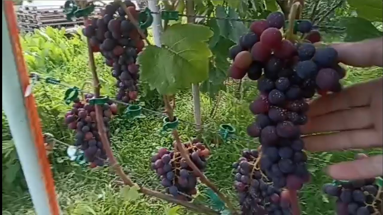 ОКРАШИВАНИЕ ВИНОГРАДА СПУСТЯ НЕДЕЛЮ. 