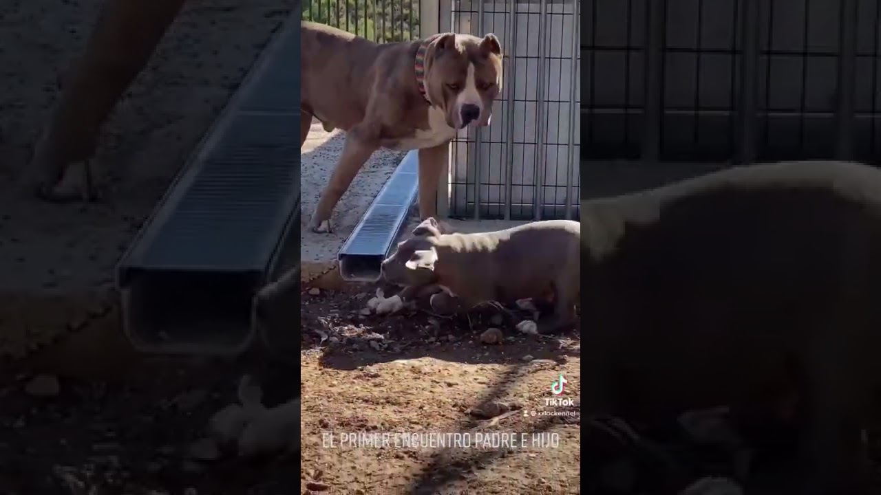 father and son meeting xxl American bully
