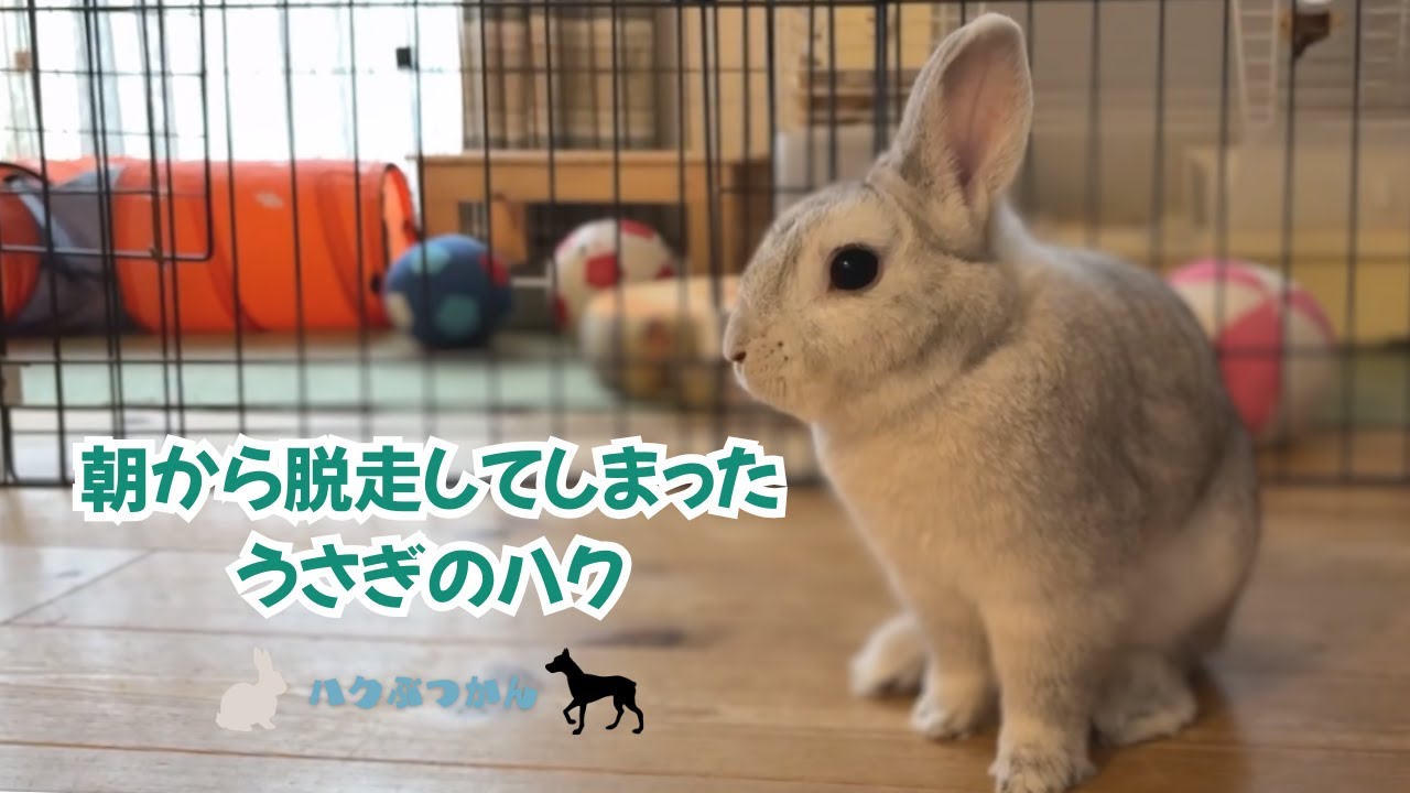 朝から脱走してしまったうさぎのハク