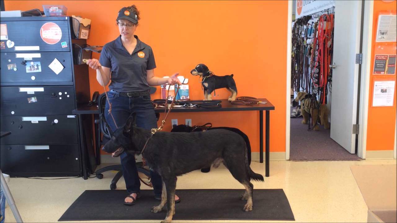 8-Way Lead by Bold Lead Designs (6ft and 8ft multi-functional leash)