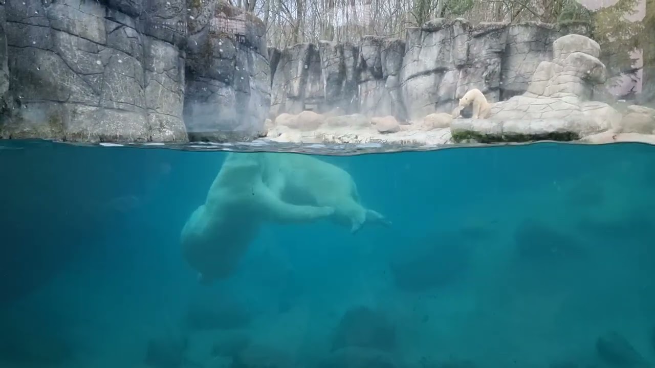 Polar bear in Aalborg Zoo