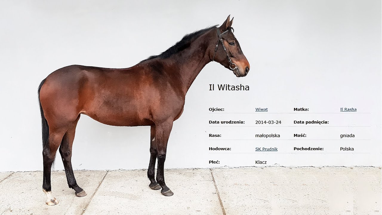 Witasha