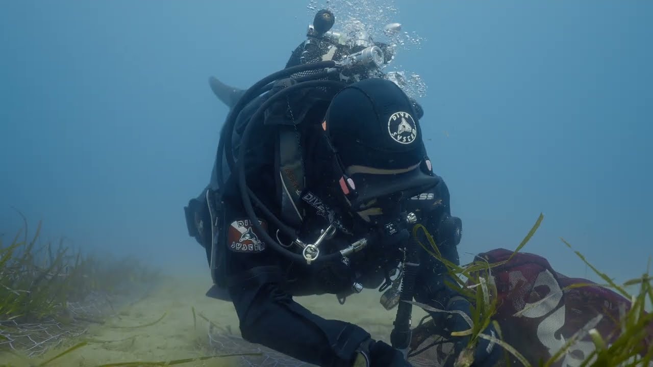 Posidonia oceanica Una Speranza per il Mediterraneo