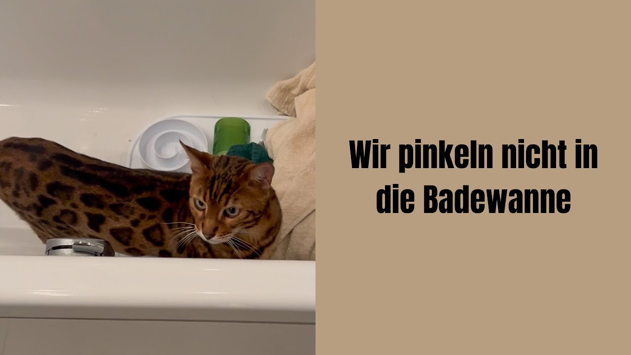 Wir pinkeln nicht in die Badewanne #katzenvideos #katze #katzen #miau #katzenaufyoutube #bengalkatze