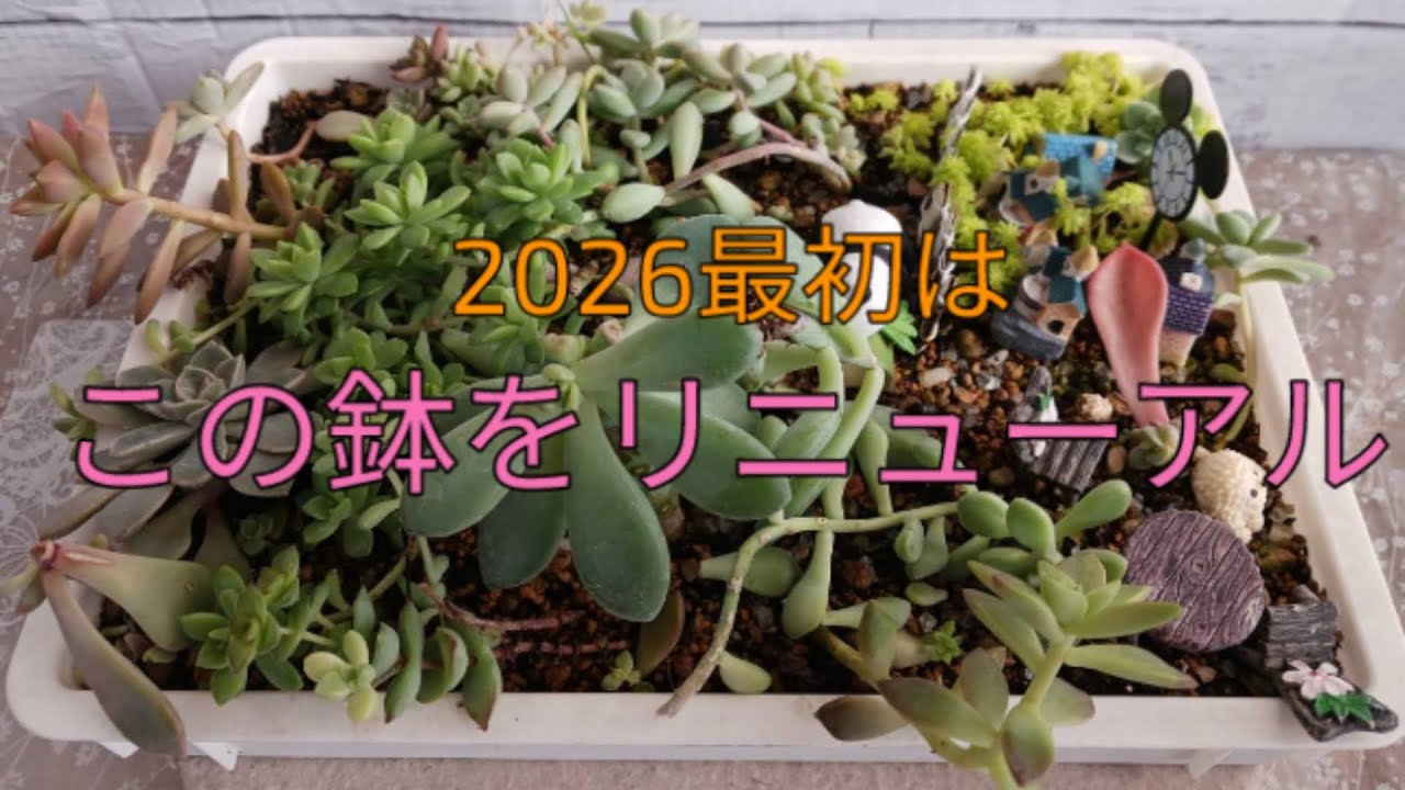 【鹿児島発】新年最初は箱庭のリニューアル