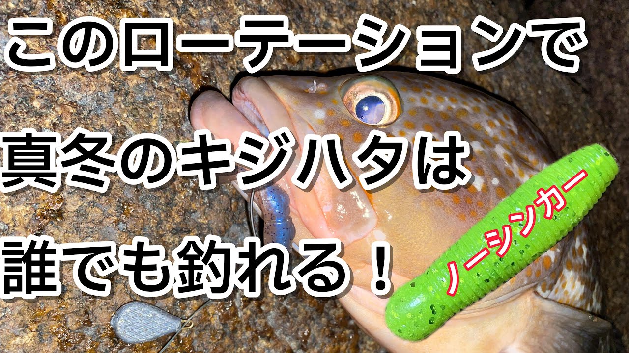 寒アコウ（冬キジハタ）爆釣法　ノーシンカーイモグラブとズル引きを地形に合わせてローテーション