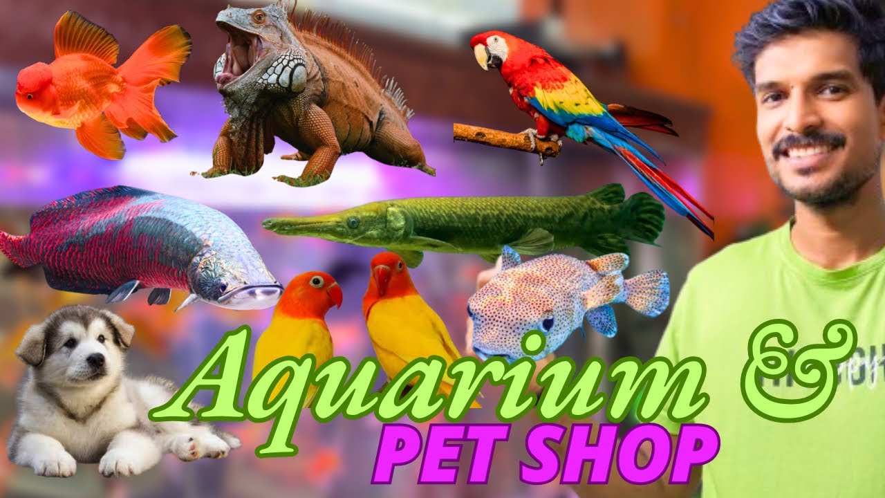 Kaanavil’s Aquarium & Complete pet mall kottayam  | High tech vlogs