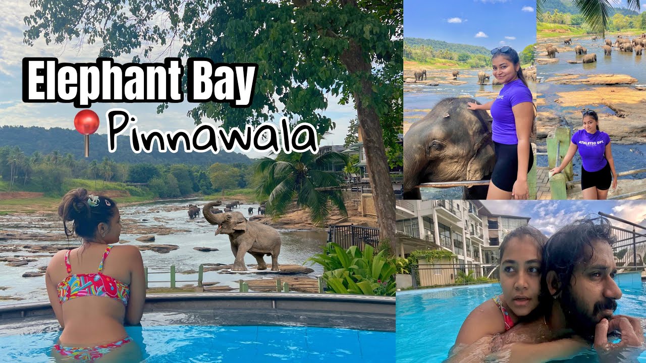 නිකීට අලි පෙන්නන්න ගියා 🐘❤️/ Pinnawala Elephant Orphanage Sri Lanka/ Hotel Elephant Bay