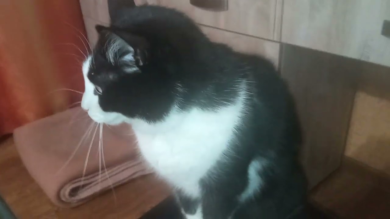 Филька поел и разыгрался... Продолжение#коты#кот#шерстянойзвездюк 