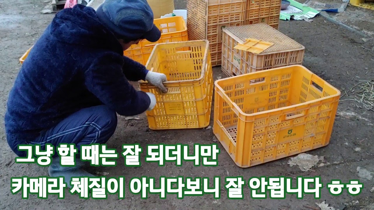 돈 안들이고 쉽게 닭 산란장 만들기