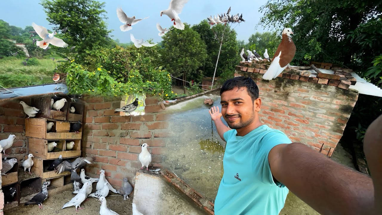 Hum apne sare kabuter bech rahe hai 😭