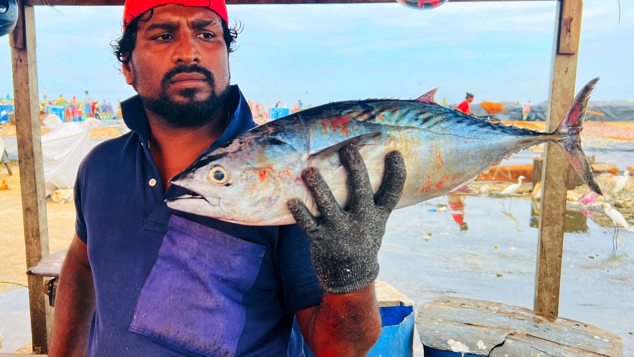 Huge Tuna Fish Cutting Skill | Yellowfin Trevally Fish Cutting Skill | Huge Red Snapper Fish Cutting