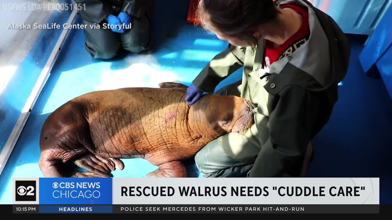 Rescued Pacific walrus needs 