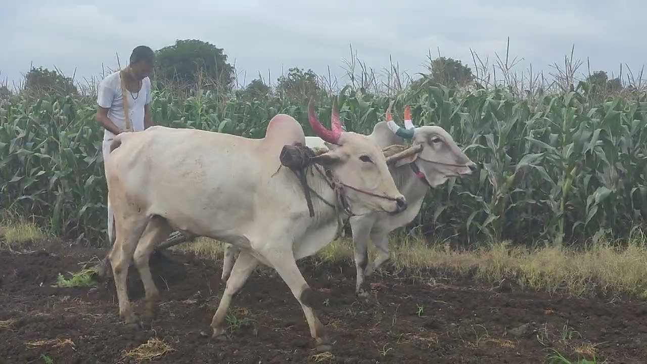 कृषी उत्पन्न बाजार समिती लासलगाव काळे व्यापारी ✌️
