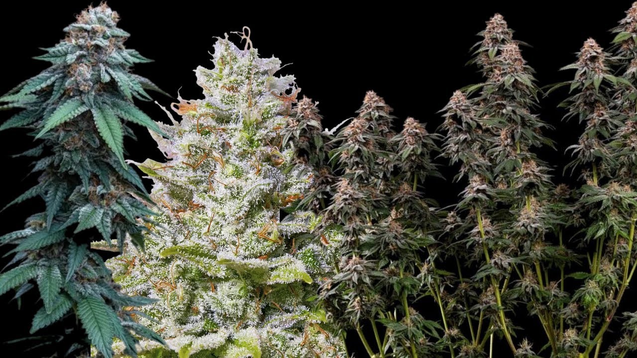 Massive yielding cultivars