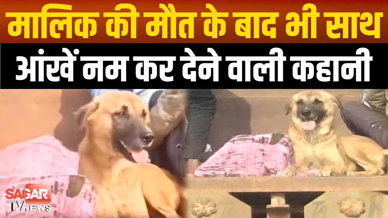 मालिक चला गया, पर साथ नहीं छूटा: शिवपुरी में पालतू कुत्ते की अनोखी वफादारी ने रुला दिया |SAGAR TV|