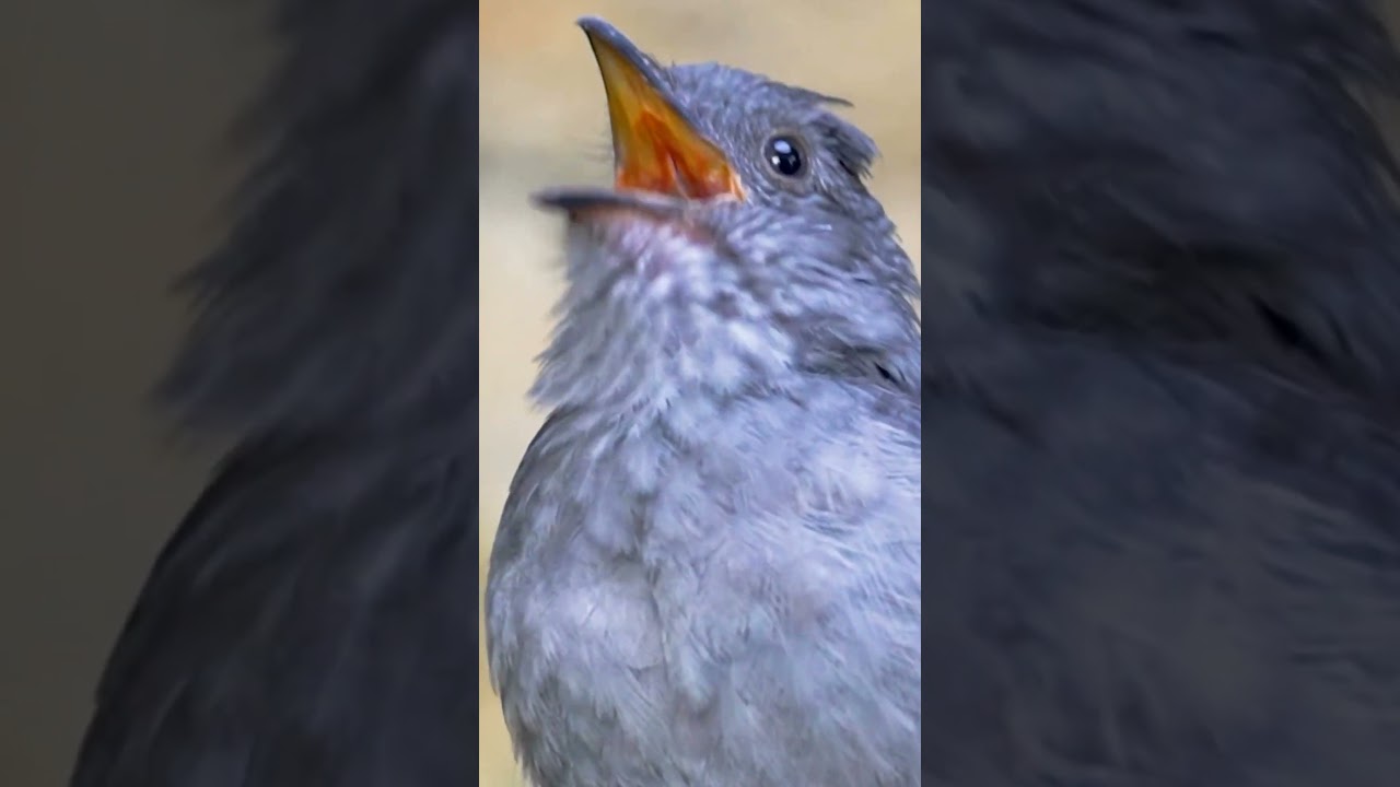 Bird Nightingale Beautiful sound #birds#nightingale#wildlife #birdsound #shorts#youtube #viralvideos