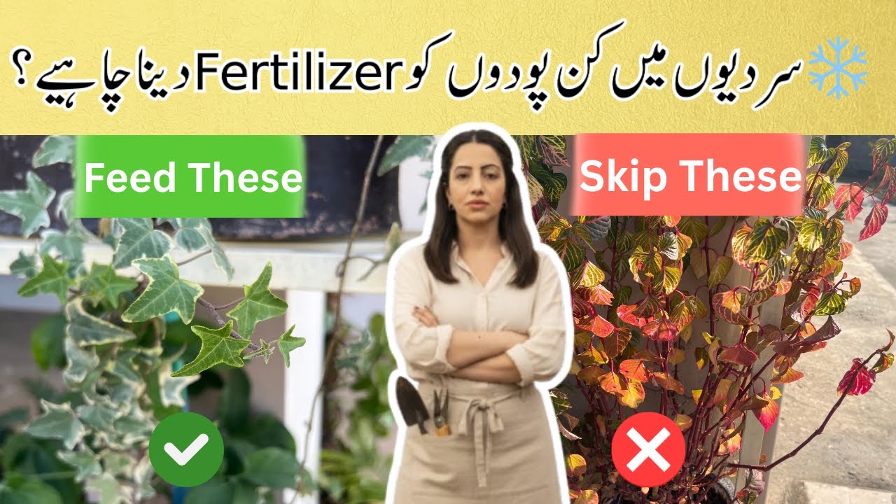 Plants Winter Fertiliser Guide: Which to Feed and Which to Skip? 🪴| Winter Gardening Tips 