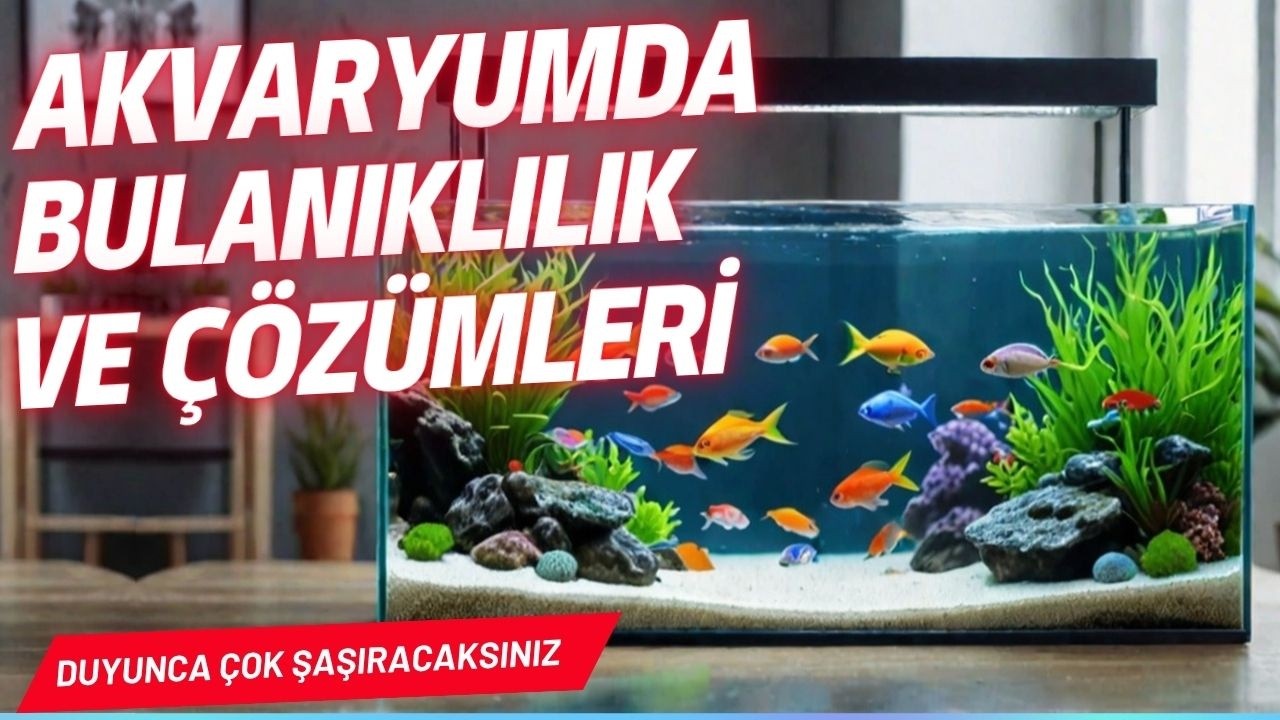 Akvaryumunuz Neden Bulanık Oluyor? Şaşırtıcı Sebepler! ve Çözümleri