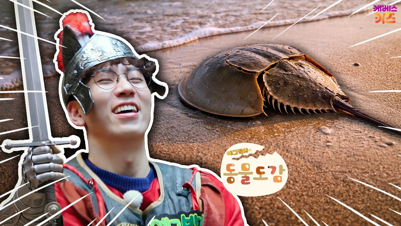 단단한 갑옷을 입은 투구게?ㅣ4억 살 생물을 찾아라!ㅣKBS 260324 방송