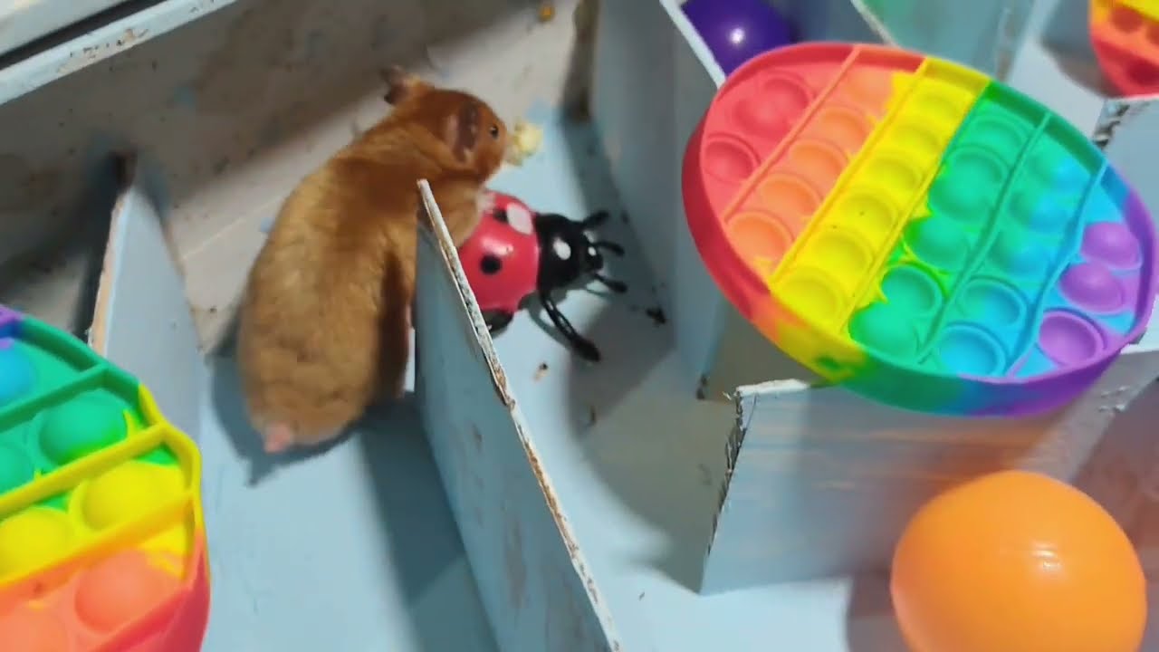 Hamster Couple Maze Challenge 🐹❤️ | Can They Find the Way Out?