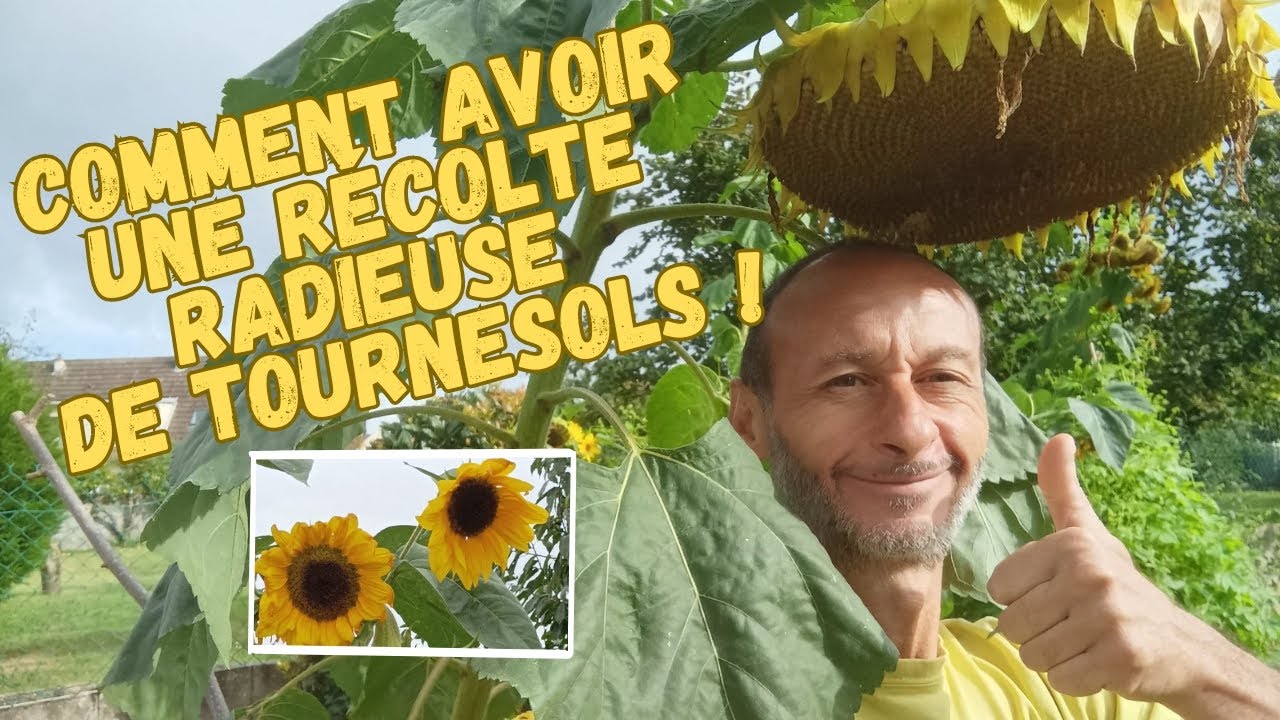 Quand et comment récolter vos fleurs de tournesols 🌻 !