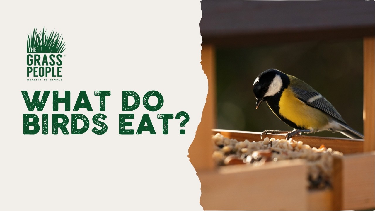 What do birds eat?
