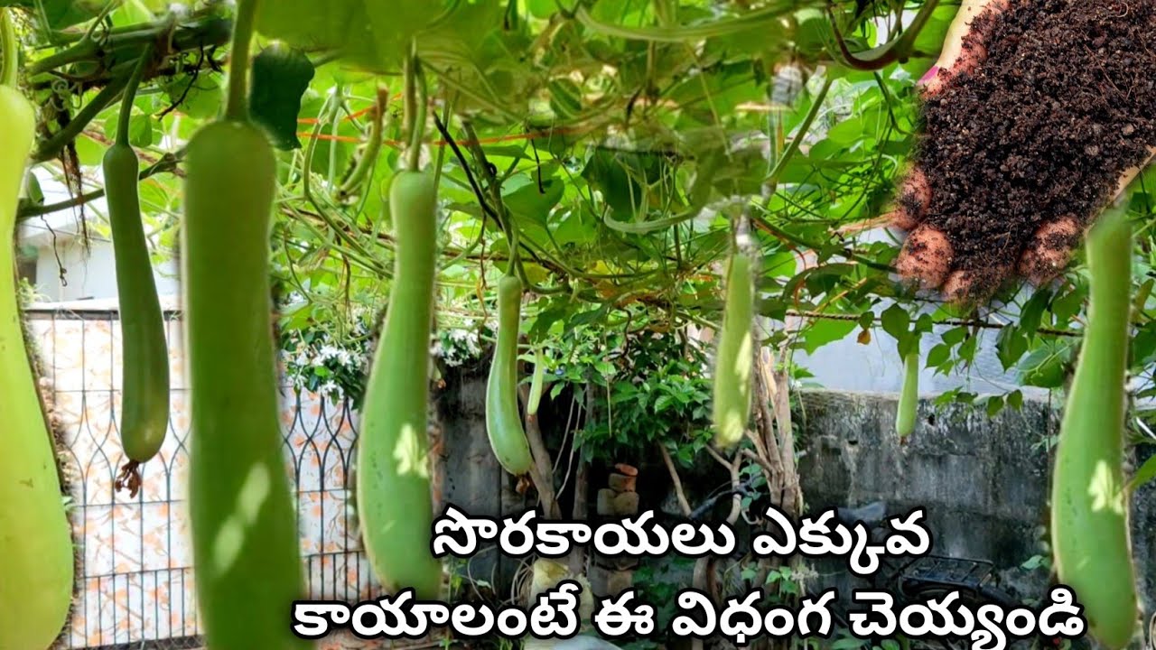 sorakaya bottle gourd growing | bottle gourd plant care | how to grow bottle gourd from seed at home