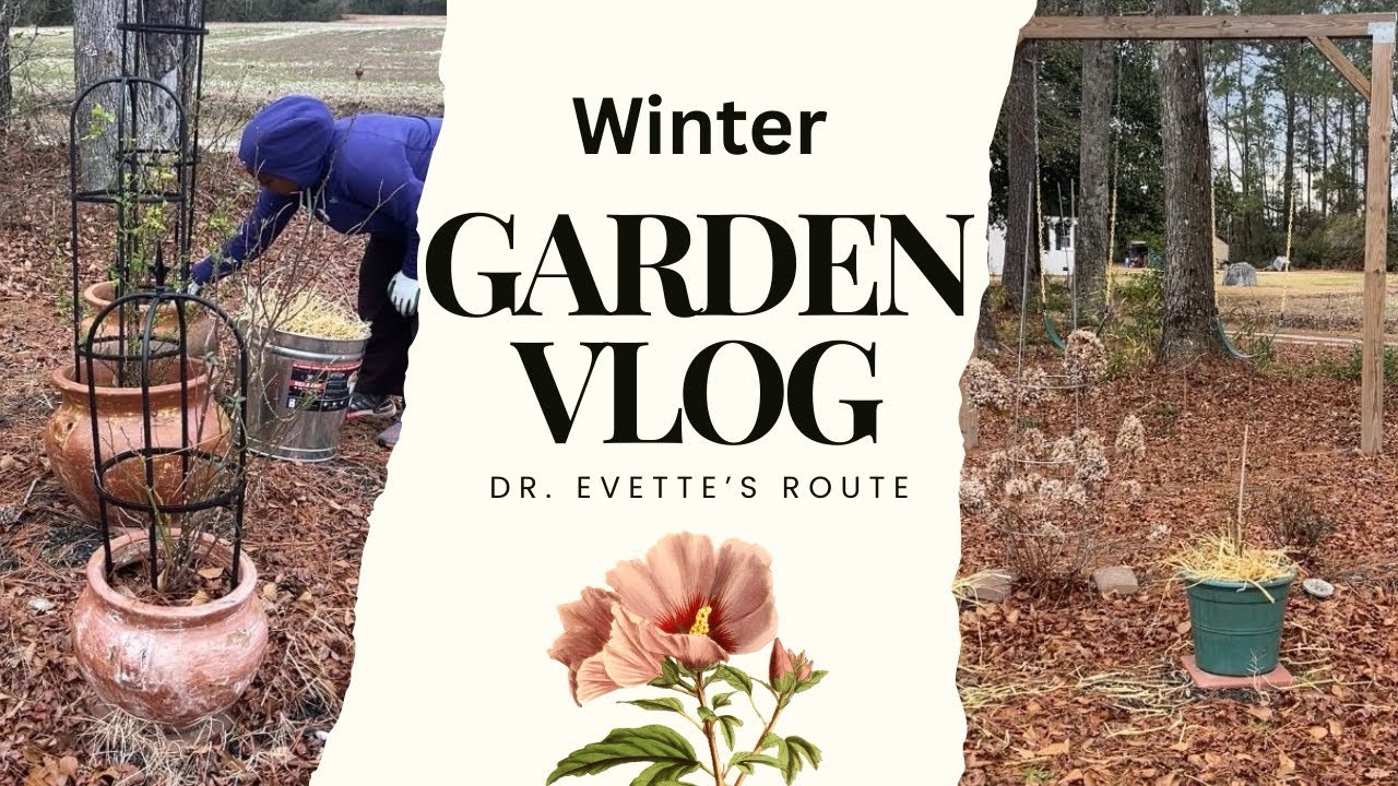 Winter Gardening VLOG | Protecting Spring Bulbs and Roses | Dr. Evette’s Route