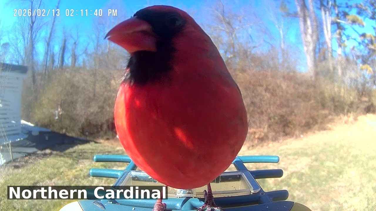 Northern Cardinal Spotlight: Crimson Feeder Kings | Birds of Asheville | 02-18-2026