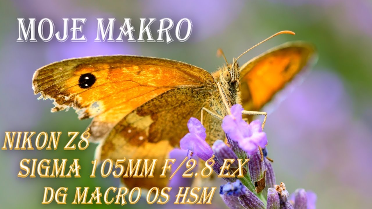 Mój pierwszy motyl w makro! 🦋 Nikon Z8 + Sigma 105mm
