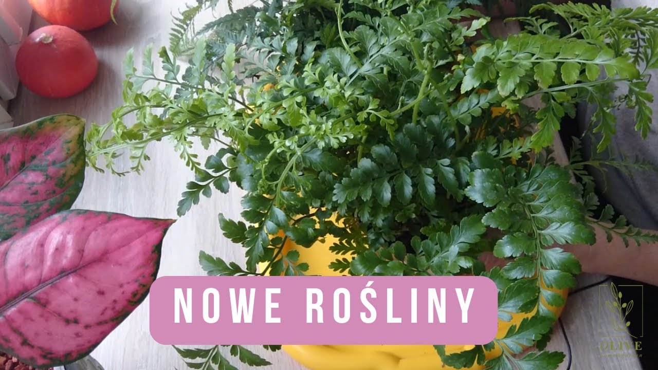 Skusiłam się na nowe rośliny | Nowości roślinne | Giełda kwiatowa | Ratuje zdechlaki z półki śmierci