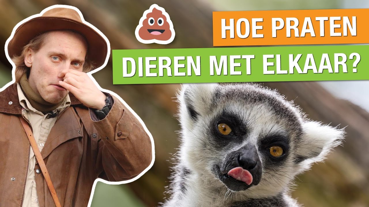 ZO PRATEN DIEREN MET ELKAAR! 😱🐘 | Op pad met Niels #28