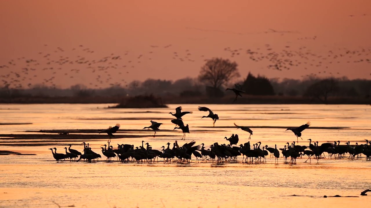 Sandhill Cranes at Sunset at Rowe Sanctuary | Audubon Photography Awards 2024 Top Video | Jeff Buss