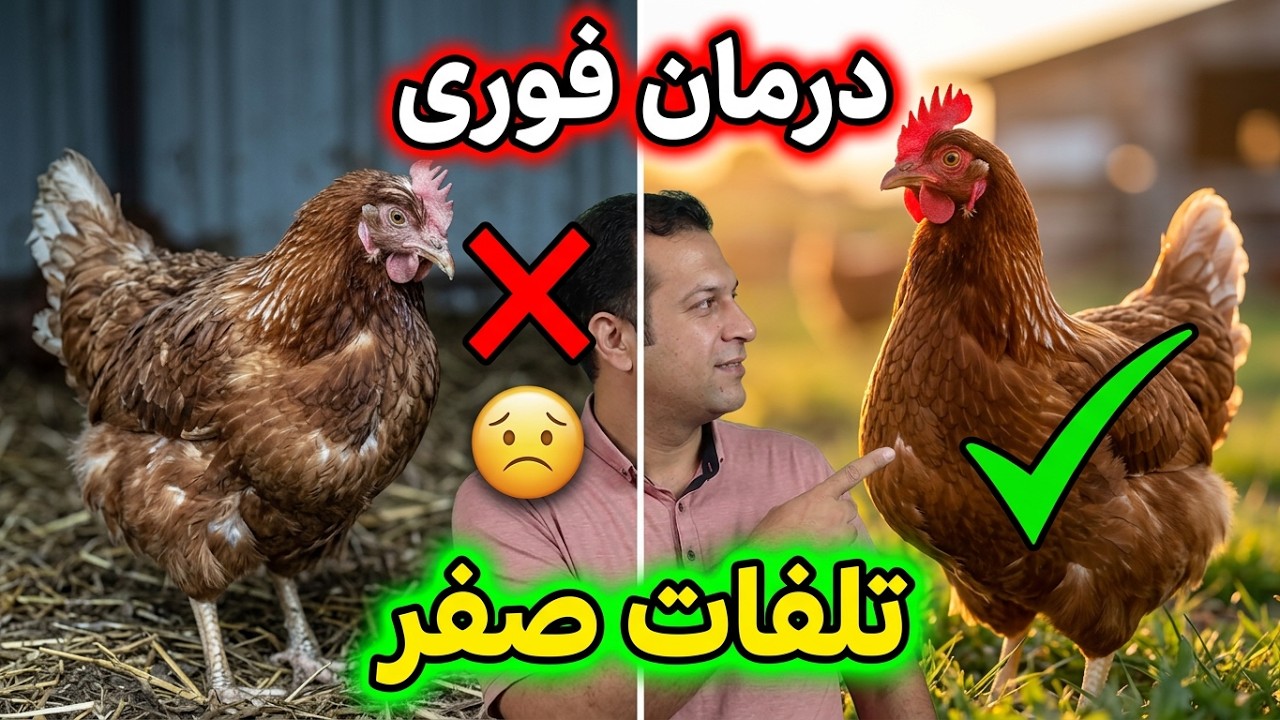 درمان بیماریهای طیور , راه درمان پرندگان , درمان بیماری پرندگان , پیشگیری در پرندگان