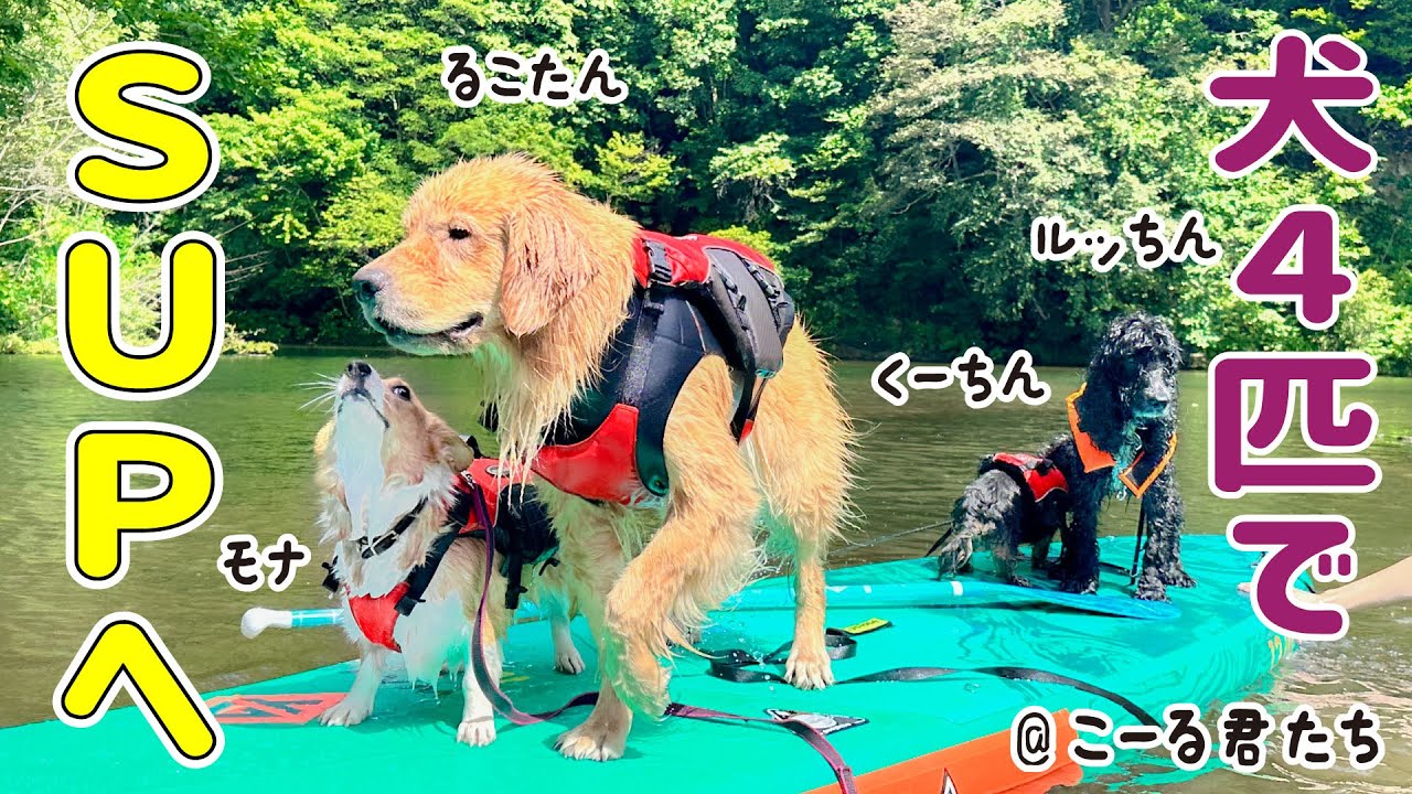 【犬4匹でSUPに挑戦】ゴールデンの&rdquo;るこる君