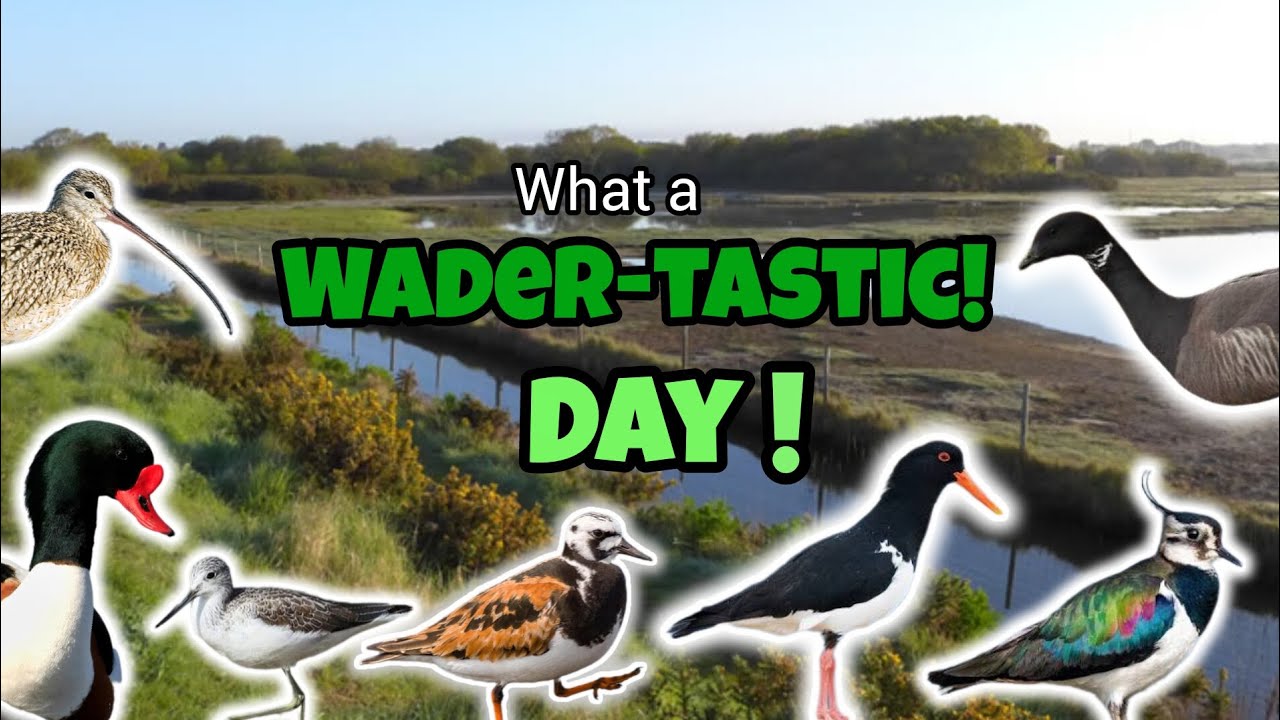 A Wader-tadtic! Day for Birdwatching!  Plus a new species! | Looking for wildlife in England