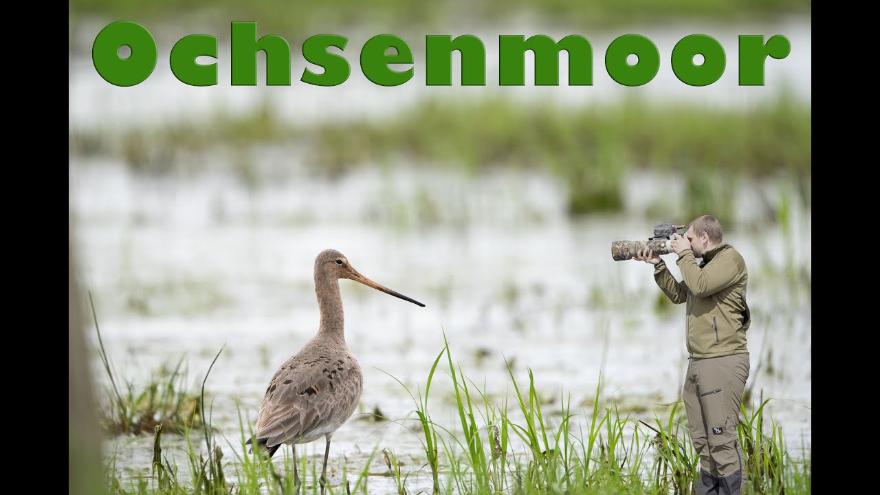 VLog: Das Ochsenmoor