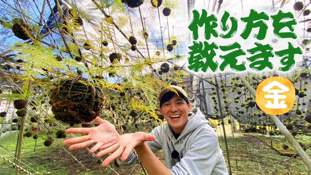 【宝塚つりしのぶ園】つりしのぶの作り方を50年以上作り続ける園主に教わる【シノブ】