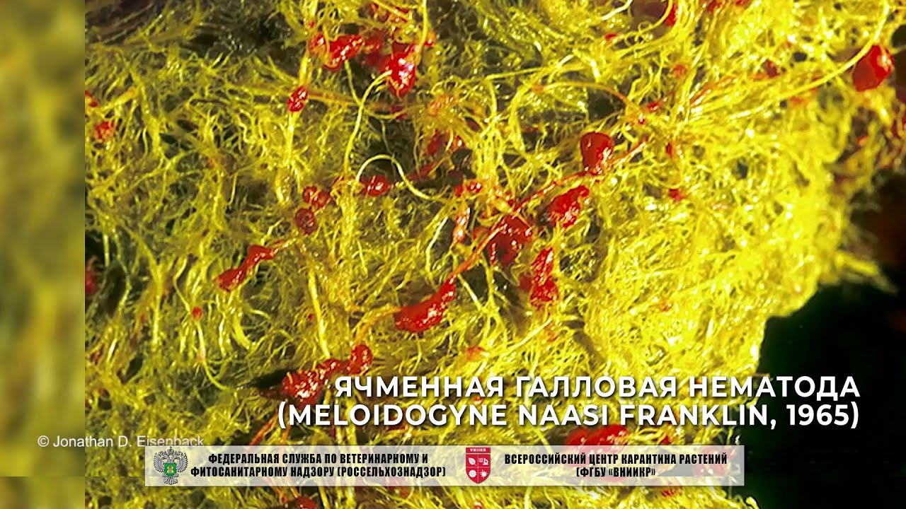 Ячменная галловая нематода (Meloidogyne naasi Franklin, 1965)