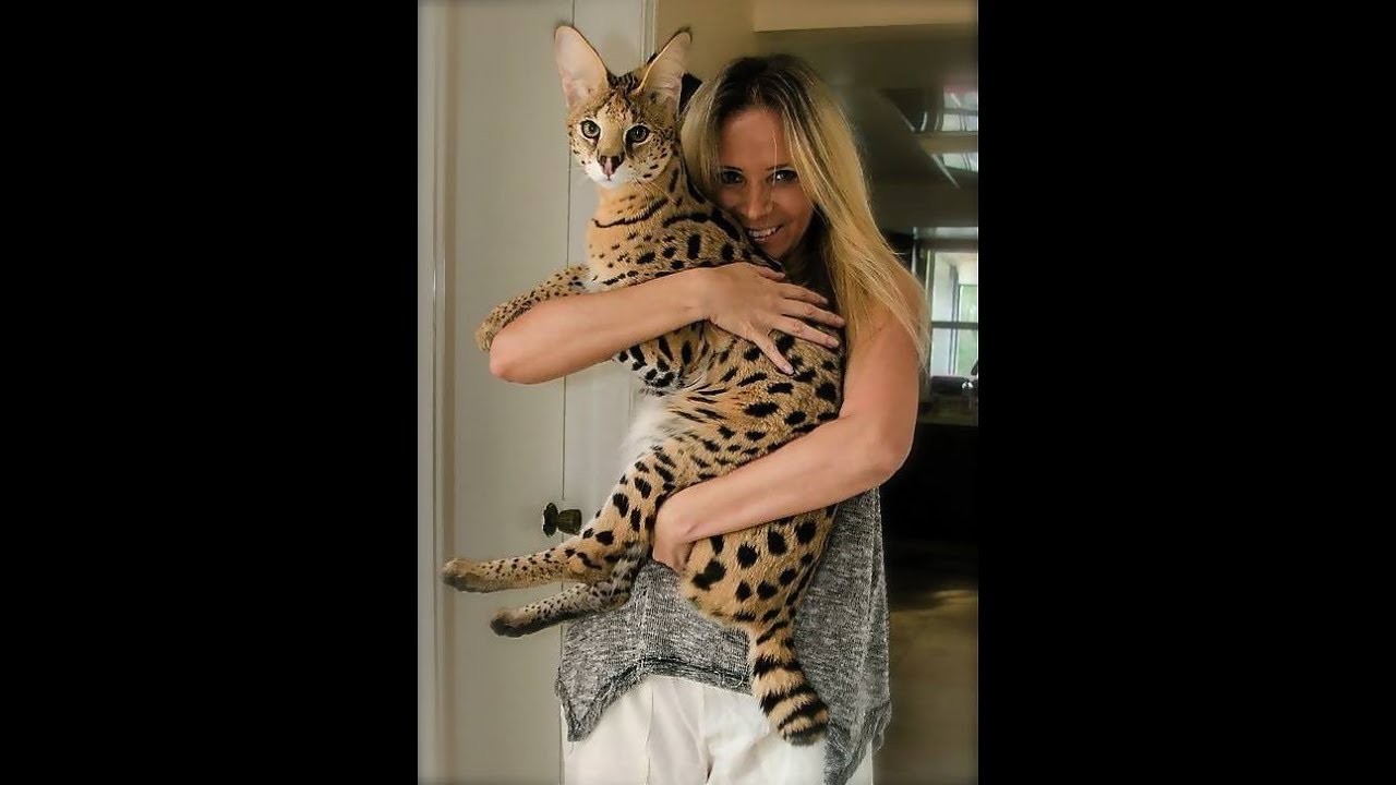 Super cuddly cat