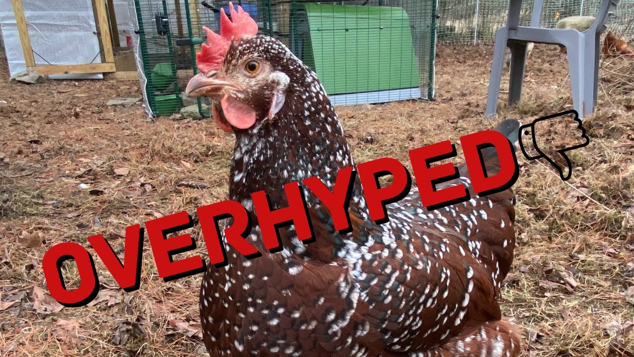 Ranking My Chicken Breeds - Speckled Sussex