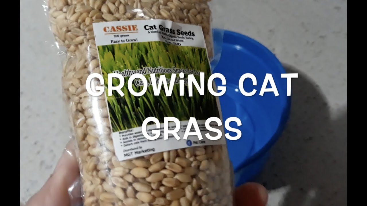 Growing Cat Grass