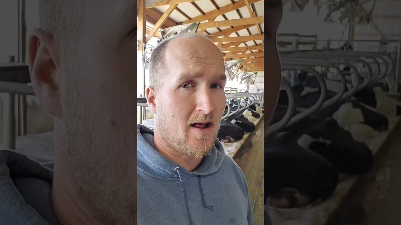 Body language is critical when working with dairy cows