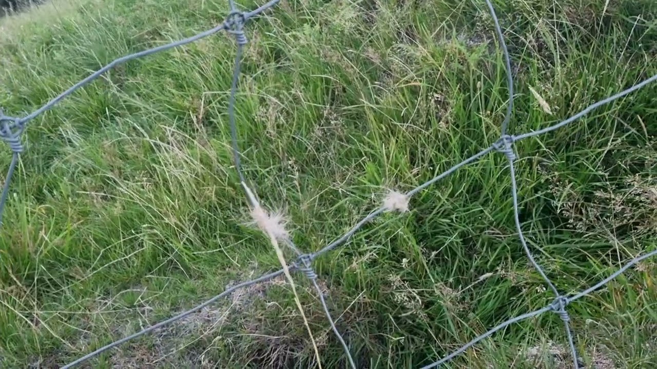 Hunter becomes conservationist, saving a fawn that was stuck in a fence